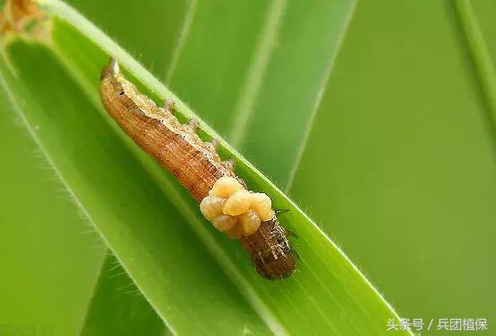 农田益虫,田间益虫到底有多可怕