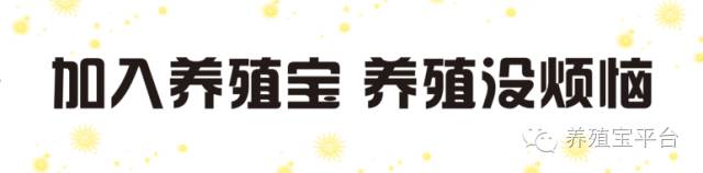 养鸡场标准化饲养管理表,对规模化养鸡场注意事项和建议