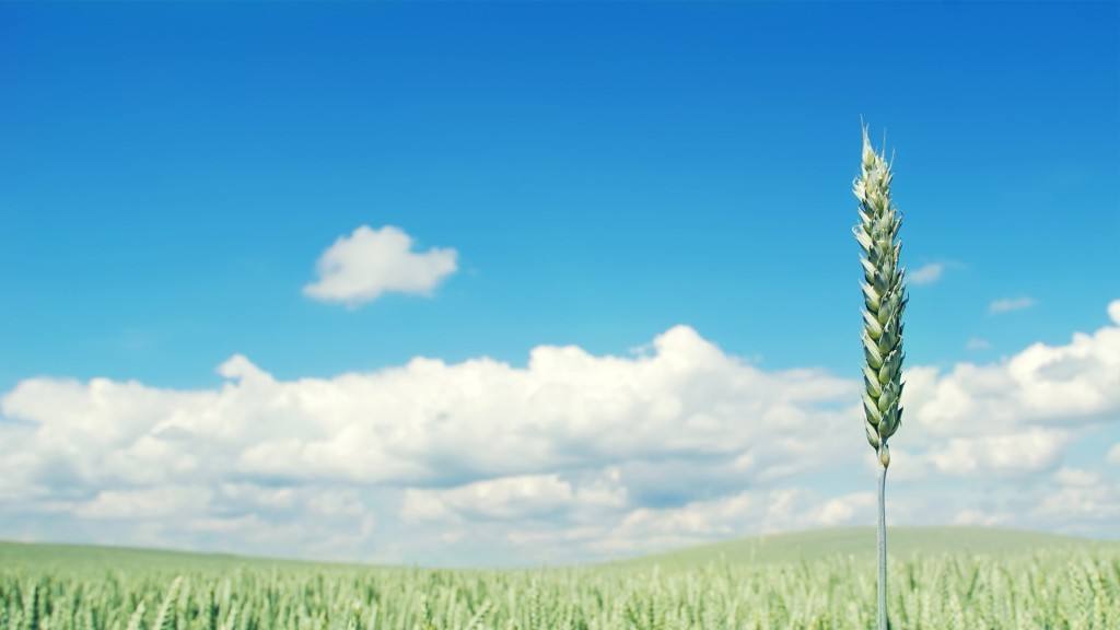 店铺淘客新规后出路,淘客店铺为何日益消沉