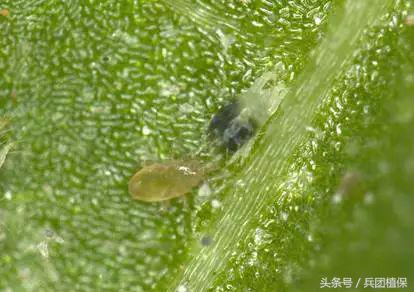 农田益虫,田间益虫到底有多可怕