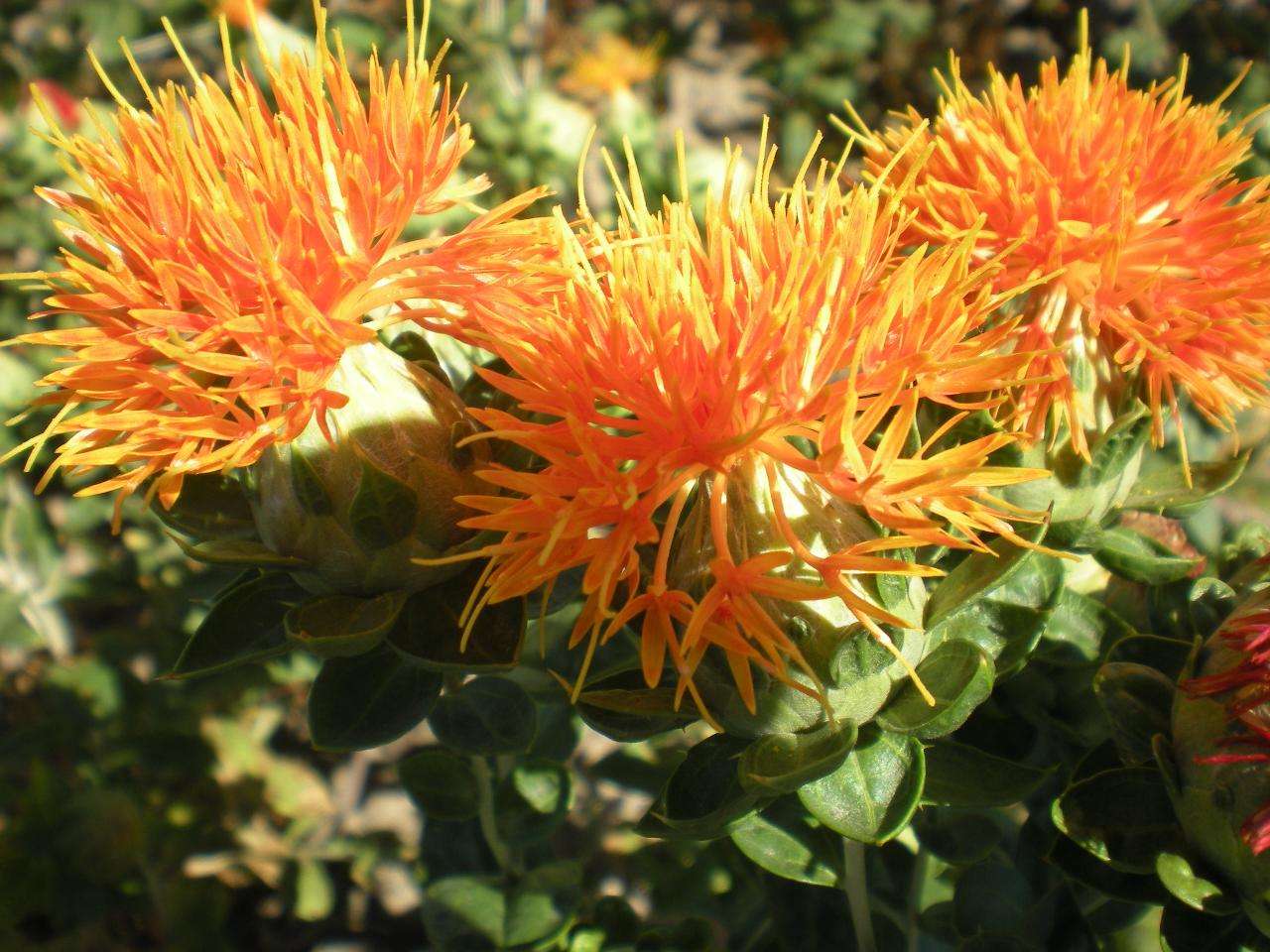 神奇！“花”也能活血调经抗衰老！让女人像花一样美丽！