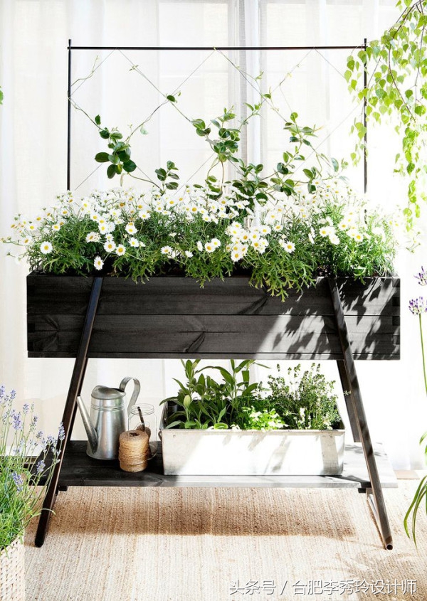 这几种花是甲醛克星赶紧看看,室内吸甲醛最好的10种花