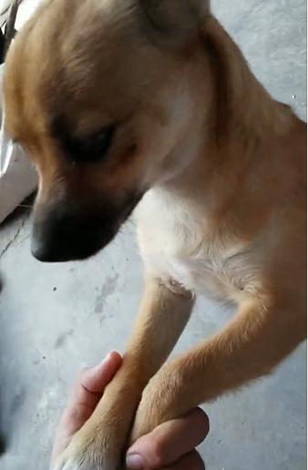 泰迪狗死时口吐白沫一直叫,泰迪被母狗拖死