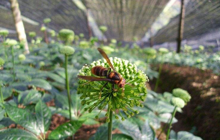 神奇！“花”也能活血调经抗衰老！让女人像花一样美丽！
