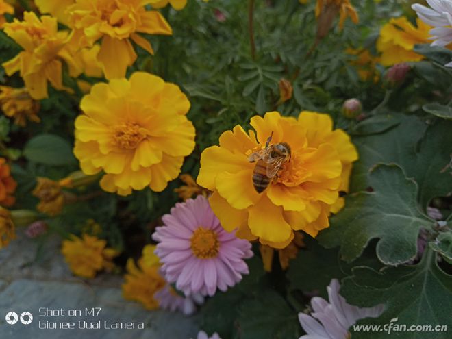 金立m7深度解析,金立m7到底怎么样