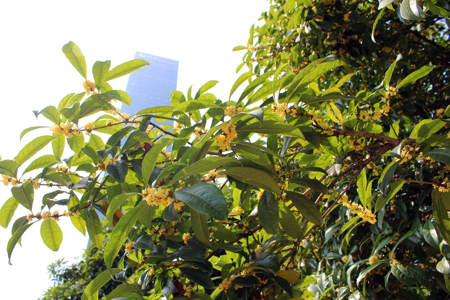 广场喜迎国庆节,广场盛装迎国庆节