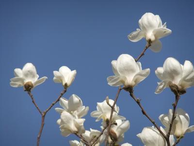 炒鸡蛋放什么炒最好吃,什么菜最适合炒鸡蛋