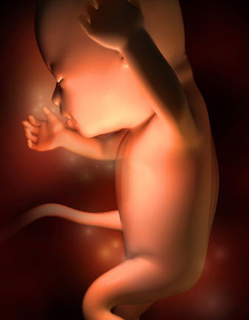 孕宝生长图,胎宝宝3d立体动画