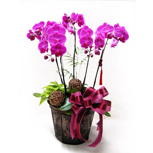 买花时注意2点预防被骗,去花市买花需要注意什么