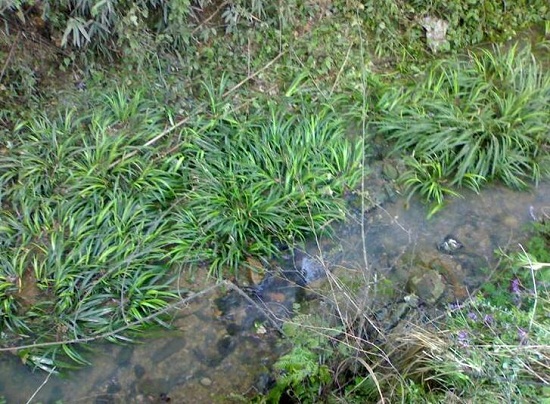 野外小溪边石菖蒲能用作种苗吗,野生石菖蒲浙江哪里有