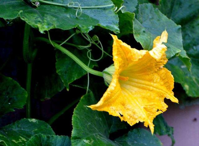 炒鸡蛋放什么炒最好吃,什么菜最适合炒鸡蛋