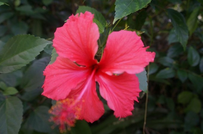 在三亚的沙滩上晒太阳,三亚海边晒太阳