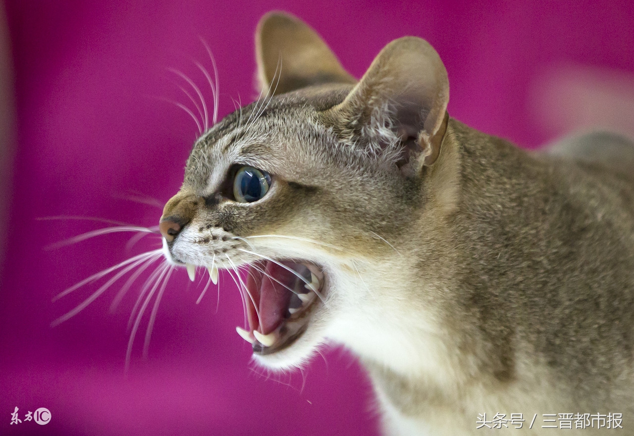 媒体科普如何远离凶险的狂犬病,科普防狂犬病这几点要记牢