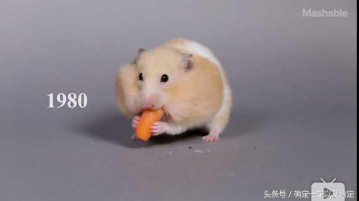 关于仓鼠的小知识,仓鼠小知识200条