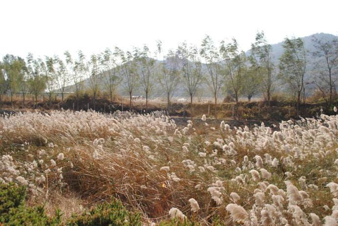 马致远写的天净沙秋思,马致远简介天净沙秋思