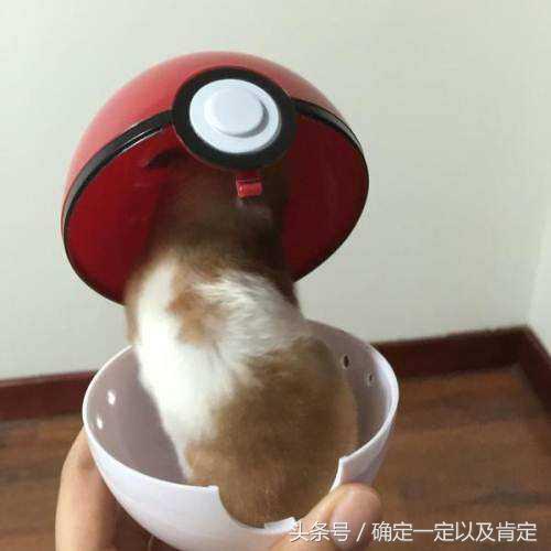 关于仓鼠的小知识,仓鼠小知识200条