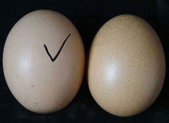 假鸡蛋和真鸡蛋区别大吗,假鸡蛋和真鸡蛋的区别在哪里