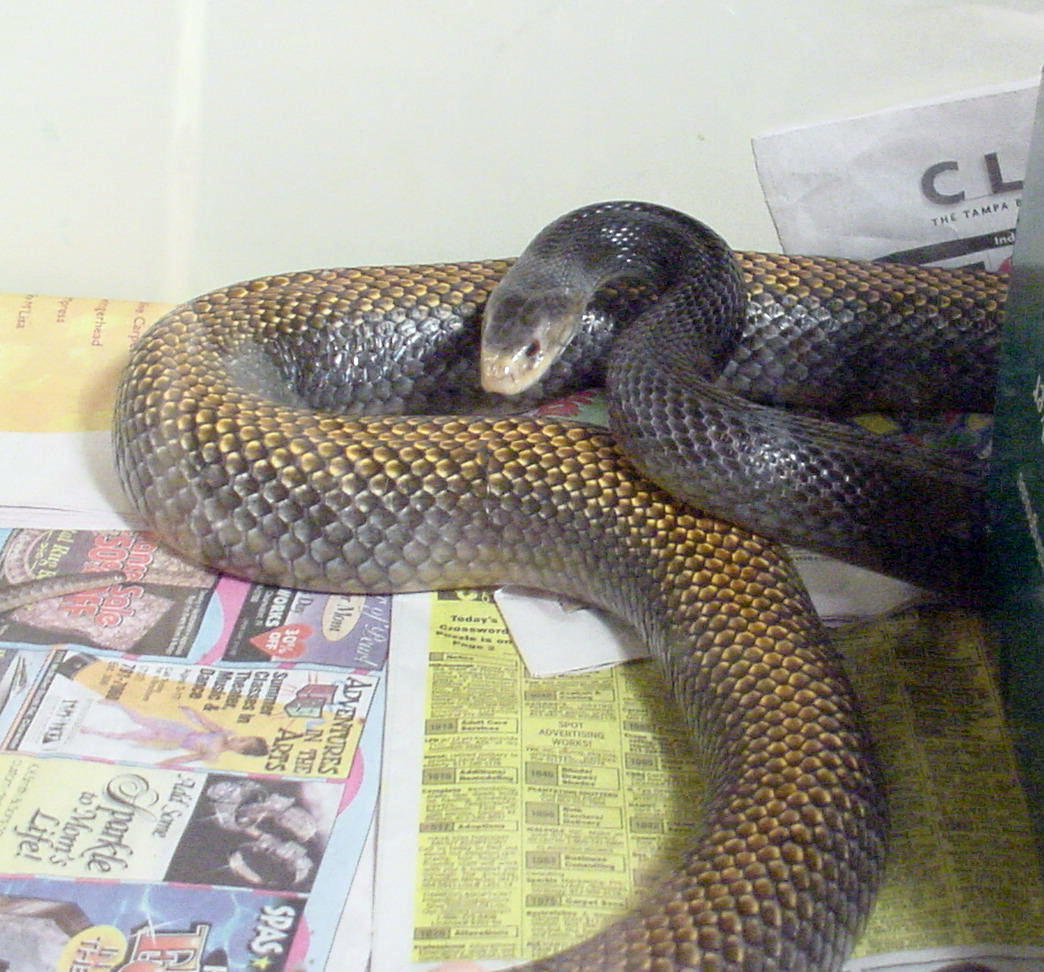 世界十大毒蛇之一的太攀蛇，在陆地毒蛇中毒性排名第三！