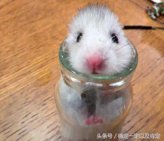 关于仓鼠的小知识,仓鼠小知识200条