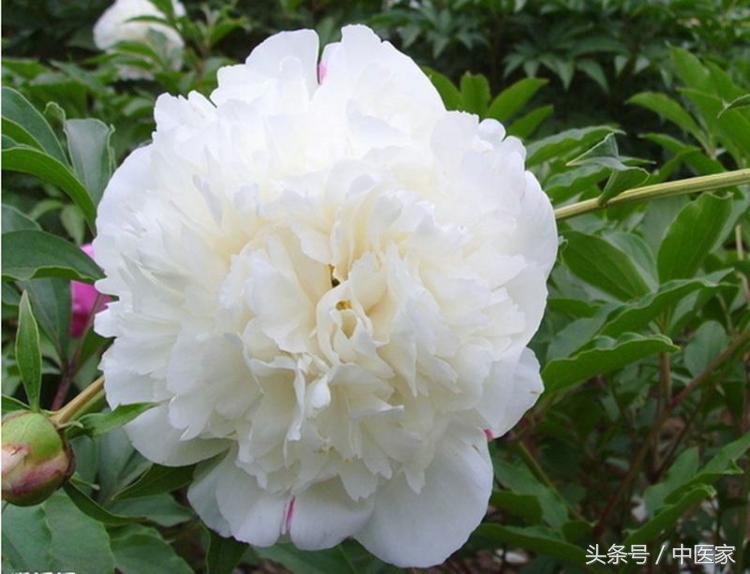 养血柔肝的中药党参丹参川芎白芍,养血柔肝的中药除了白芍还有什么