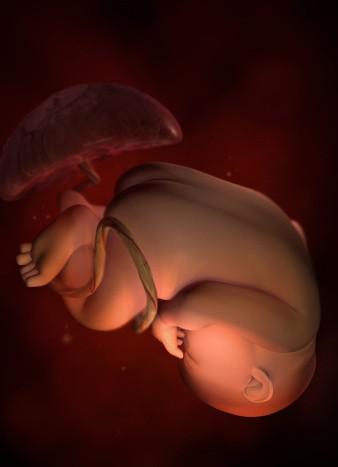 孕宝生长图,胎宝宝3d立体动画