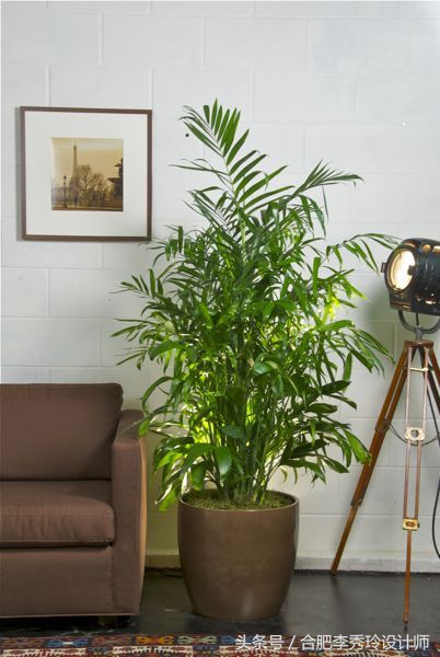 这几种花是甲醛克星赶紧看看,室内吸甲醛最好的10种花