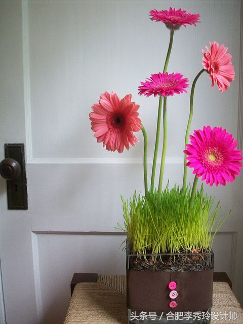 这几种花是甲醛克星赶紧看看,室内吸甲醛最好的10种花