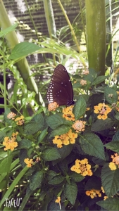 普吉岛清迈曼谷的游玩顺序亲子游,泰国清迈旅游团自由行