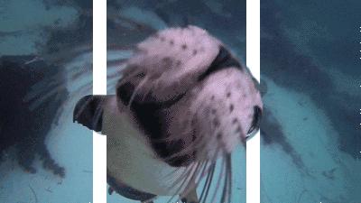 大连圣亚海洋世界门票老年优惠,大连圣亚海洋世界门票六一打折吗