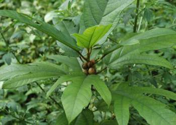 调理一切病证中医为何从脾胃入手,中医讲一切疾病从调脾胃开始