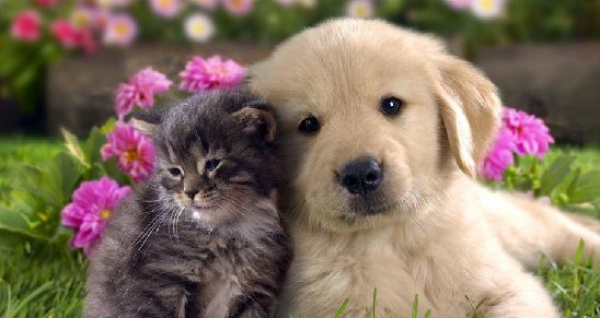 被豚鼠咬出血会得狂犬病吗,被豚鼠咬了要不要去打狂犬疫苗