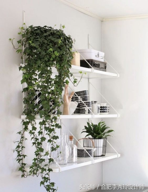 这几种花是甲醛克星赶紧看看,室内吸甲醛最好的10种花