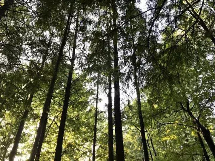 信阳烤鱼哪家好吃,信阳本地烤鱼最好吃的店