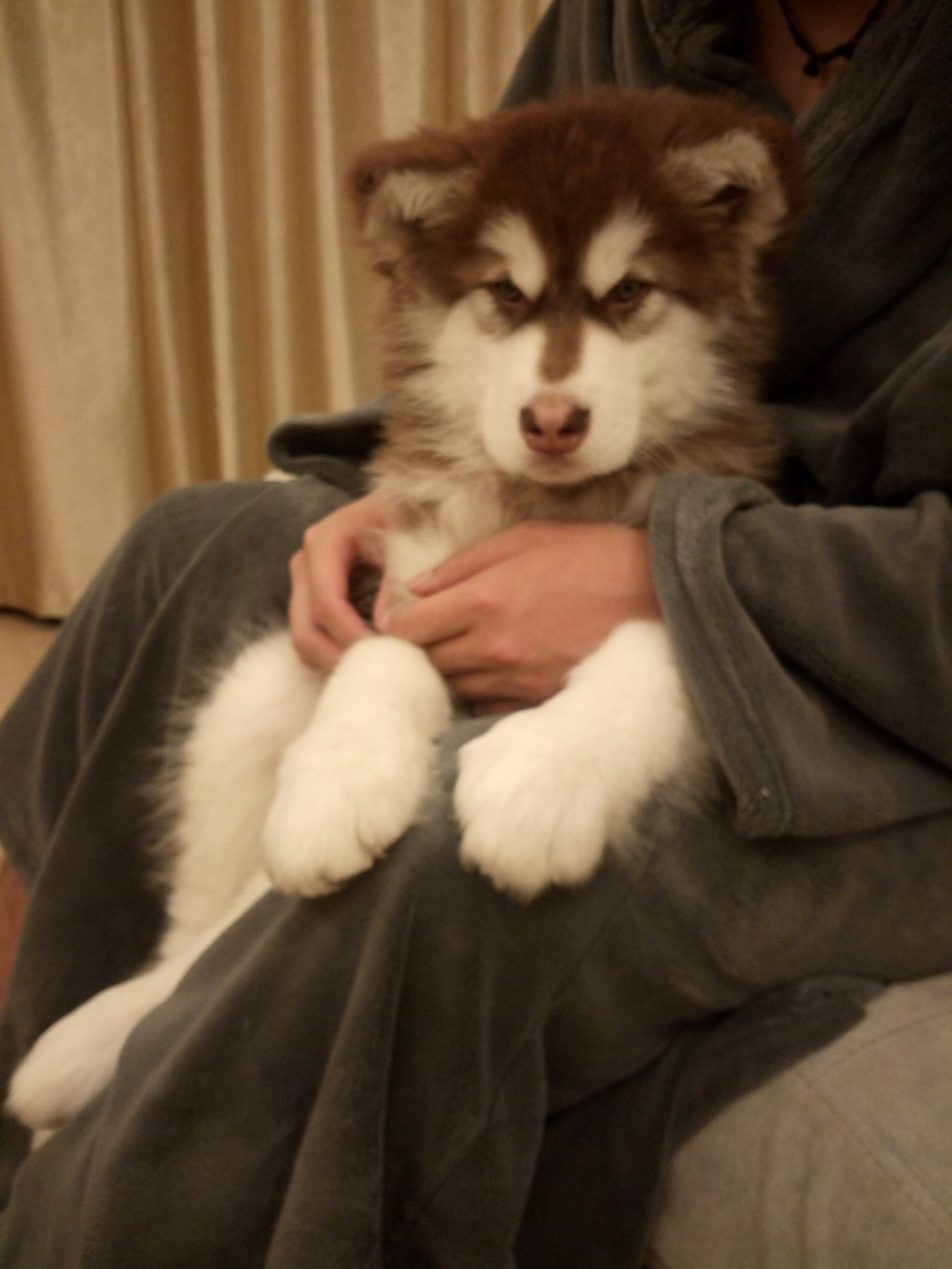 犬瘟出现肚子抽搐怎么治疗,犬瘟加细小治疗费用大概多少