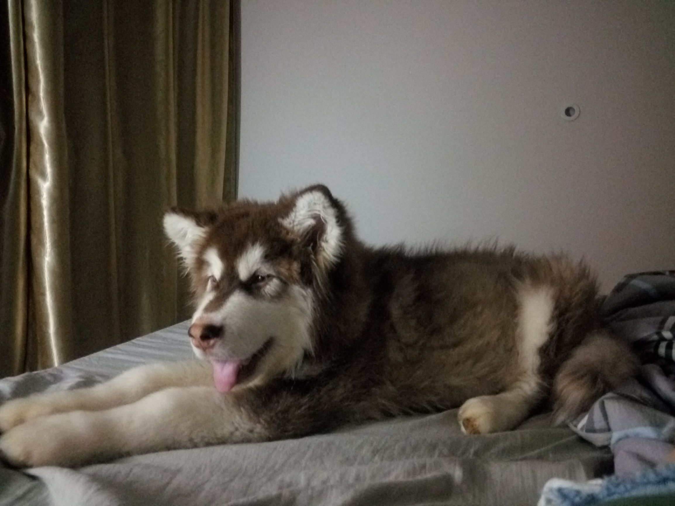 犬瘟出现肚子抽搐怎么治疗,犬瘟加细小治疗费用大概多少