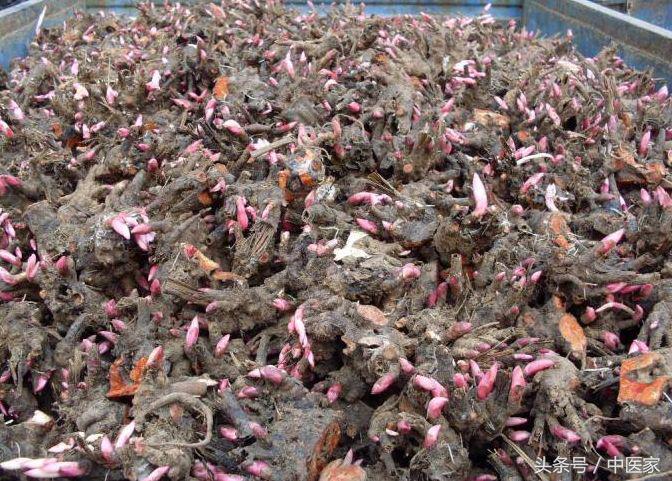 养血柔肝的中药党参丹参川芎白芍,养血柔肝的中药除了白芍还有什么