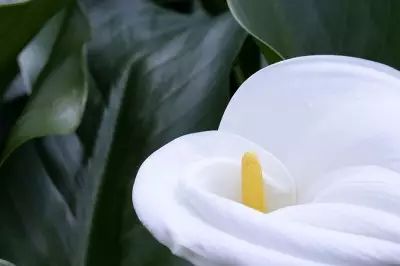 海芋和马蹄莲是同一种植物么,海芋和马蹄莲的区别在哪里