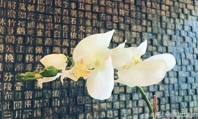 可以调素琴阅金经无丝竹之乱耳,听任素汐的歌曲感受