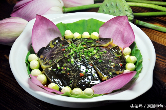 甲鱼菜品介绍术语,甲鱼菜品语言介绍