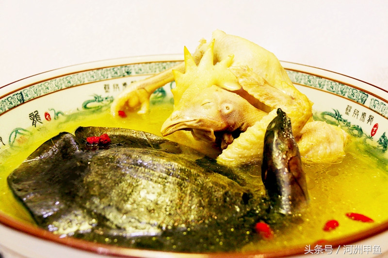 甲鱼菜品介绍术语,甲鱼菜品语言介绍