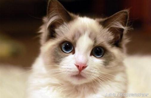 猫咪不孕不育是什么表现,猫咪不孕不育能查出来吗