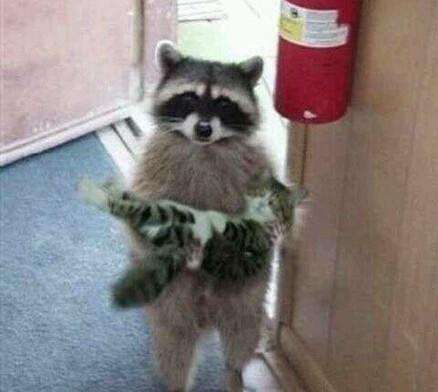 被豚鼠咬出血会得狂犬病吗,被豚鼠咬了要不要去打狂犬疫苗