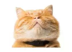 养猫攻略知识分享新手养宠看过来,秋季养猫的常见问题