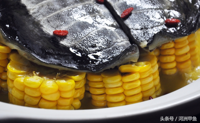 甲鱼菜品介绍术语,甲鱼菜品语言介绍