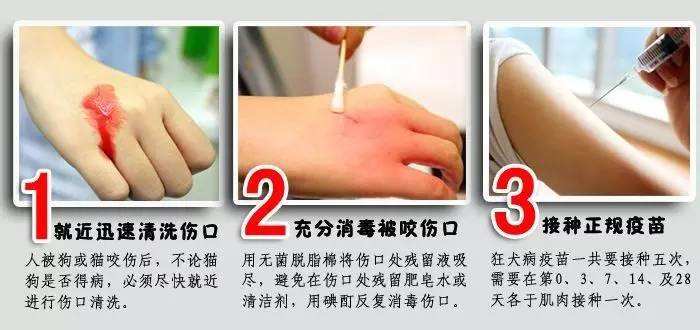 被豚鼠咬出血会得狂犬病吗,被豚鼠咬了要不要去打狂犬疫苗