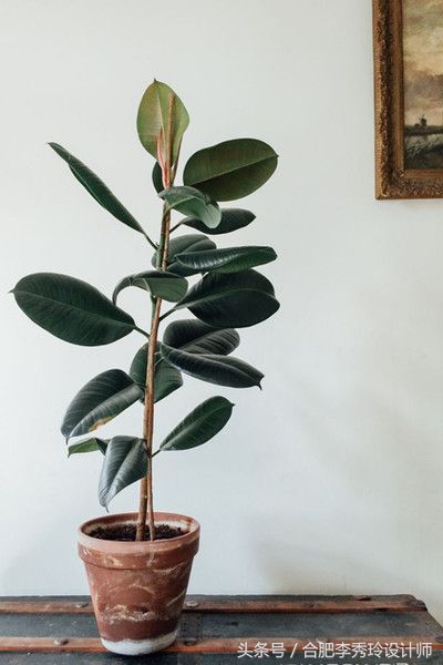 这几种花是甲醛克星赶紧看看,室内吸甲醛最好的10种花