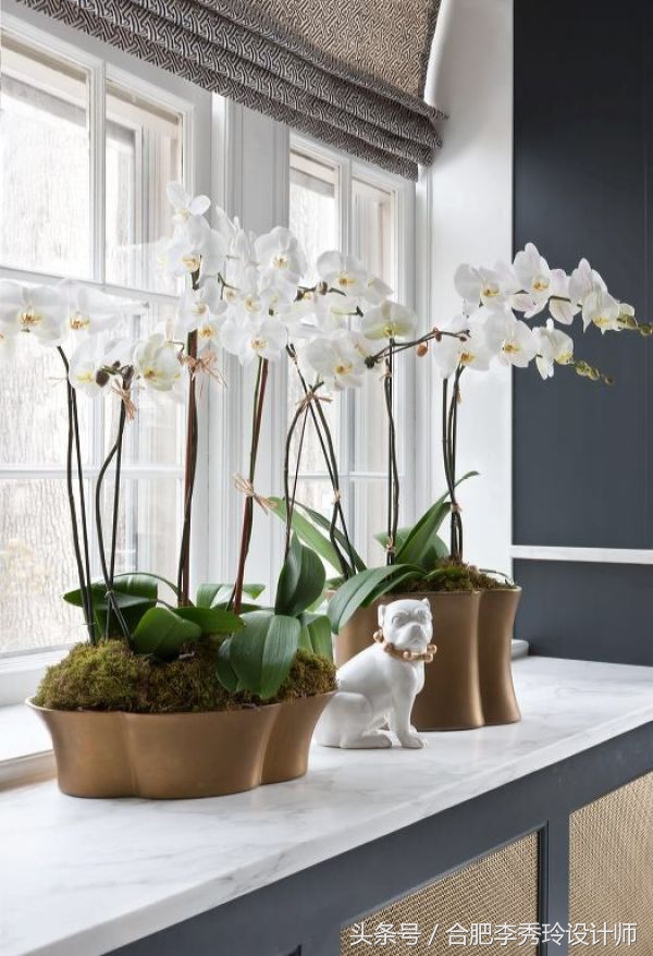 这几种花是甲醛克星赶紧看看,室内吸甲醛最好的10种花