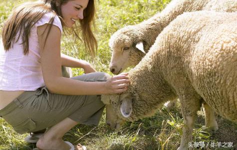 十四条羊常见的传染病预防和简单治疗方法