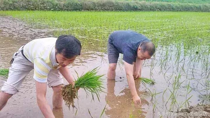 成都周边农场推荐,成都周边最有特点的农场