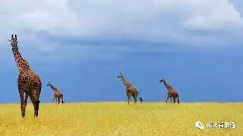 值得去免签落地签国家,对中国免签落地签旅游国家